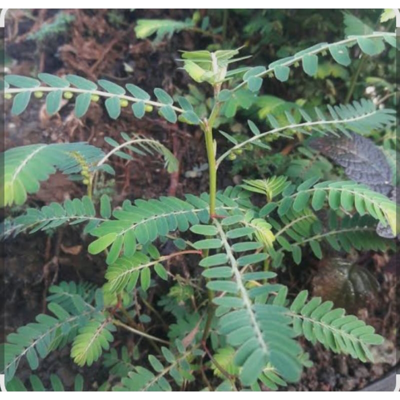 

Daun Meniran Segar dan Kering 100gram