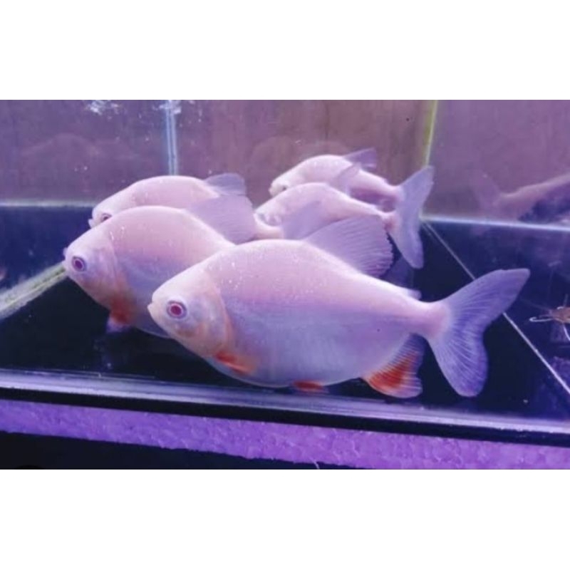 hiasan aquarium pacu albino