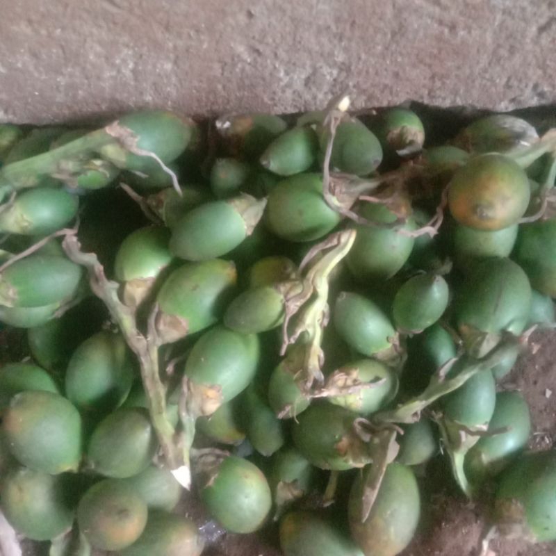 

pinang muda segar 1 kg