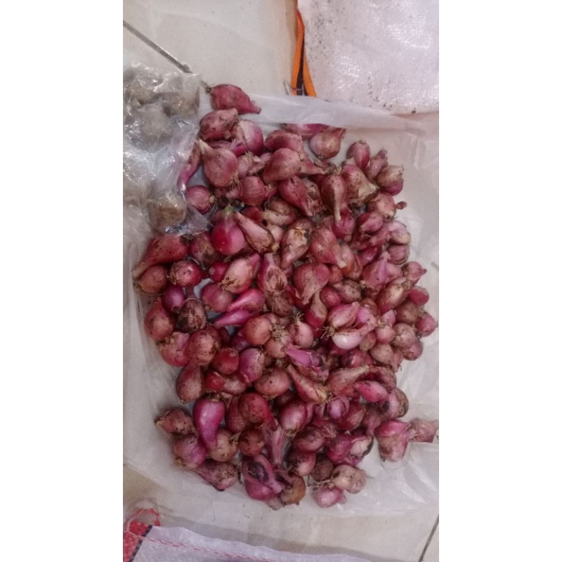 

Bawang Merah