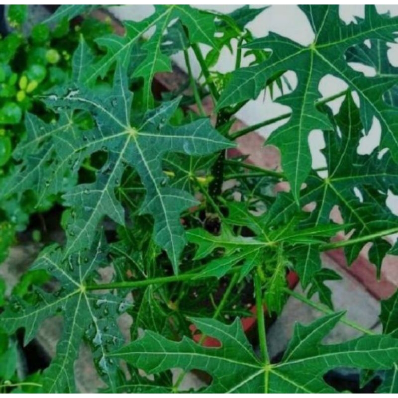 

Daun pepaya jepang fresh segar baru petik 250 gram