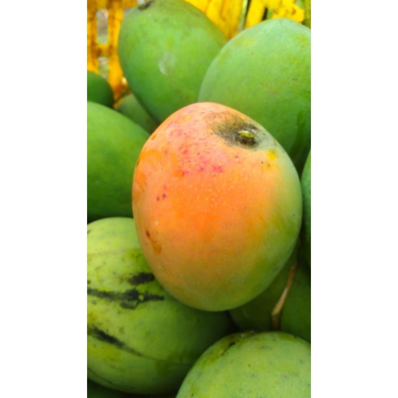 

mangga apel thailand super 1kg