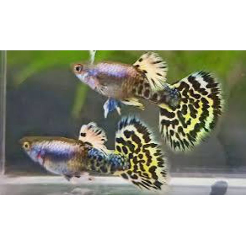 Hiasan Aquarium Ikan Guppy Leopard Indukan Sepasang