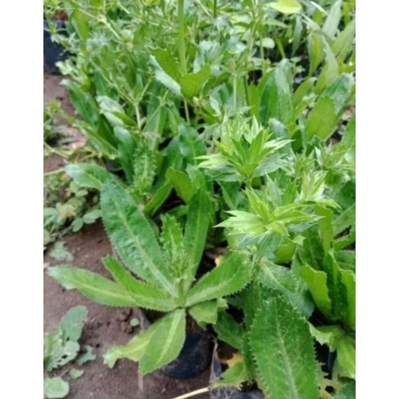 Bibit walang sangit/benih tanaman walang sangit/pohon walang sangit