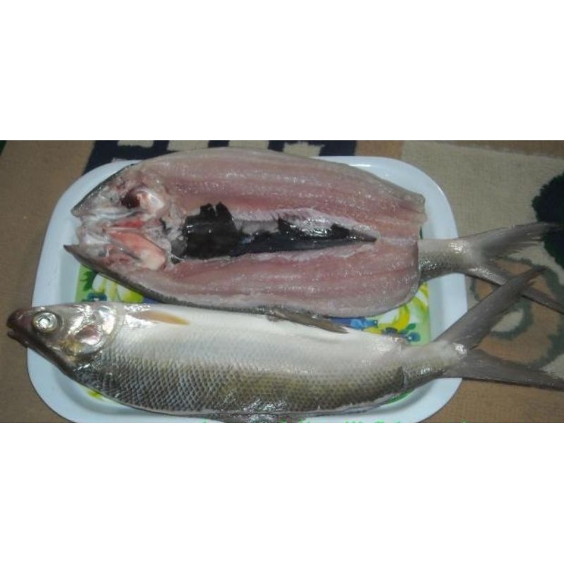 

bandeng tanpa duri segar beku