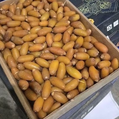 

kurma ruthob libya frozen 1kg matang manis kemasan thinwall plastik