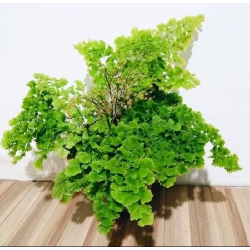 Tanaman Hias Suplir Kriwil / Bunga Hias Suplir kriwil / Pohon Suplir Boston