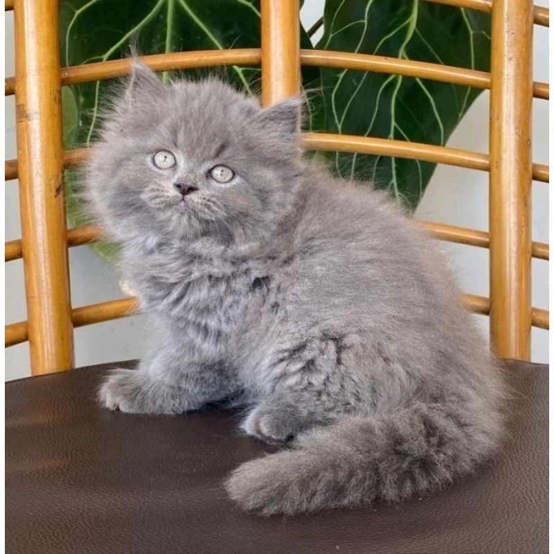 Kucing Persia Anggora Himalaya