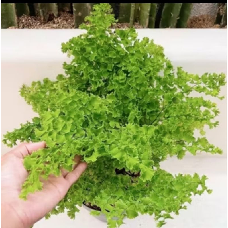 Tanaman hias Suplir kriwil Rimbun / Tanaman hias Suplir Kriting / Pohon Suplir Kribo