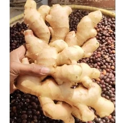 

JAHE GAJAH PREMIUM SUPER JUMBO 1 kG 2-3 PCS UTUH FULL BESAR