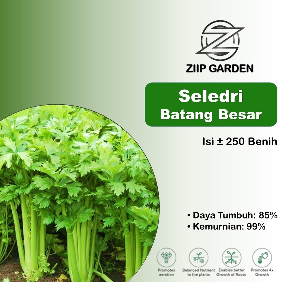 Bibit Sayuran Seledri Batang Besar Unggul