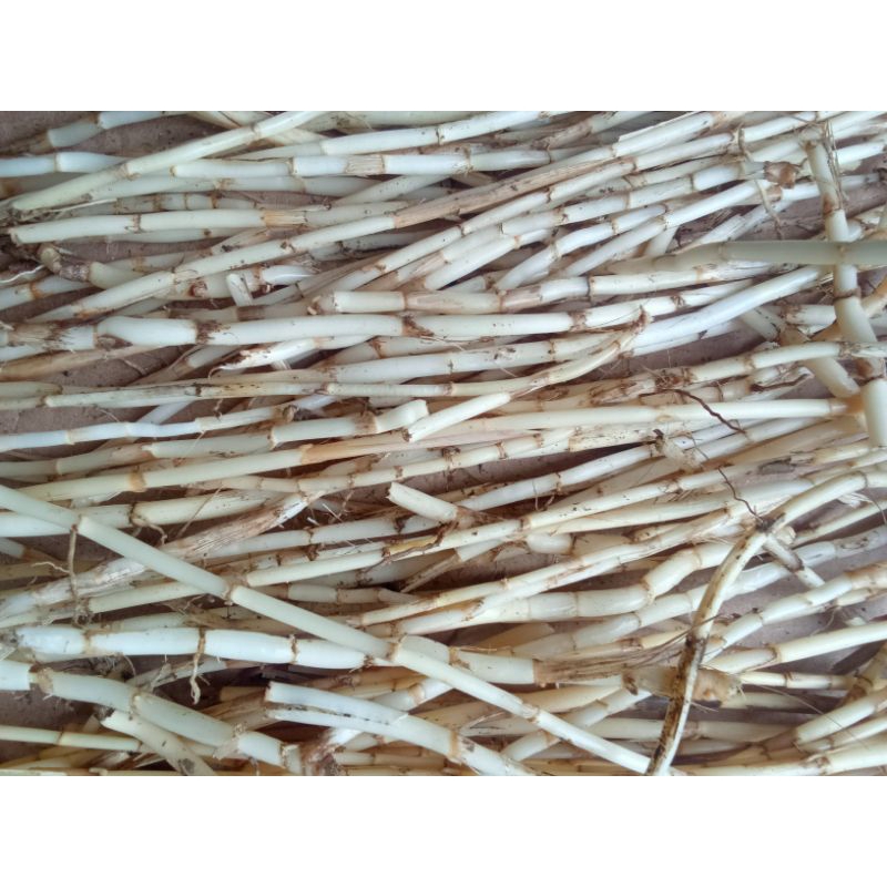 

Akar Alang Alang segar 500grm