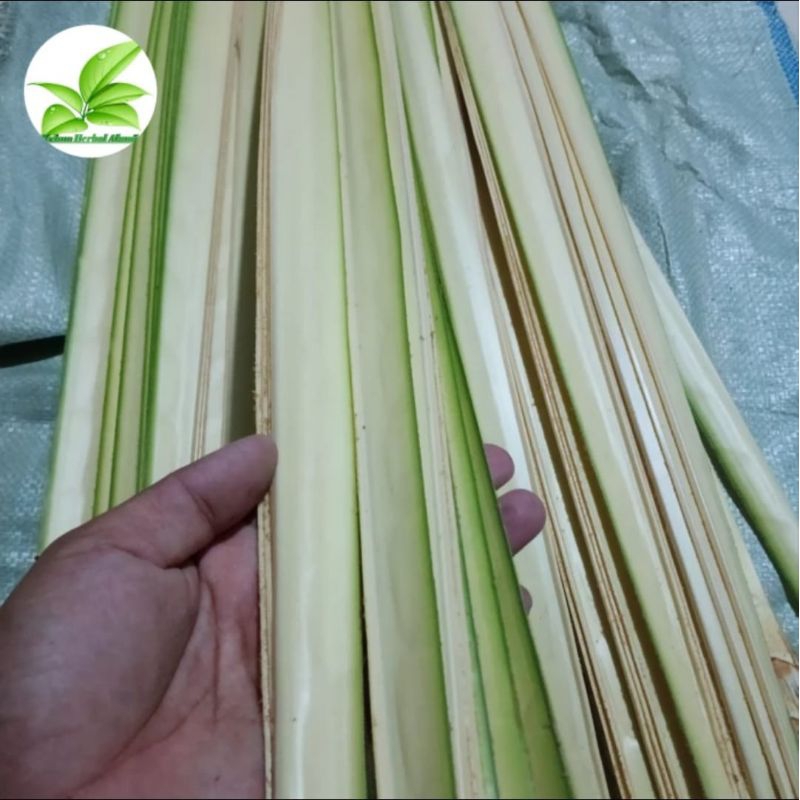 

Daun kelapa muda janur kuning per helai
