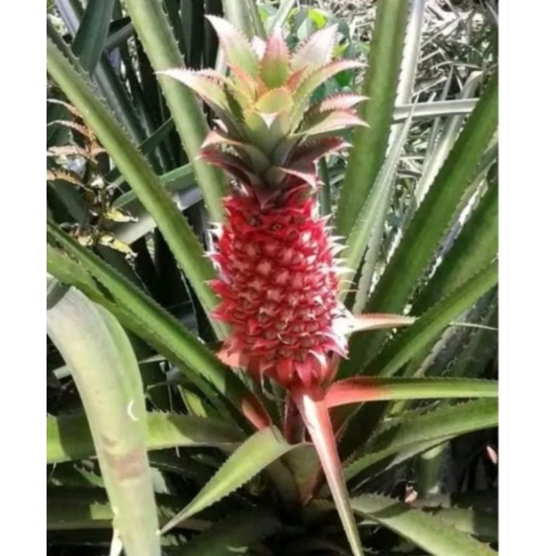 bibit nanas merah/nanas merah super/buah nanas