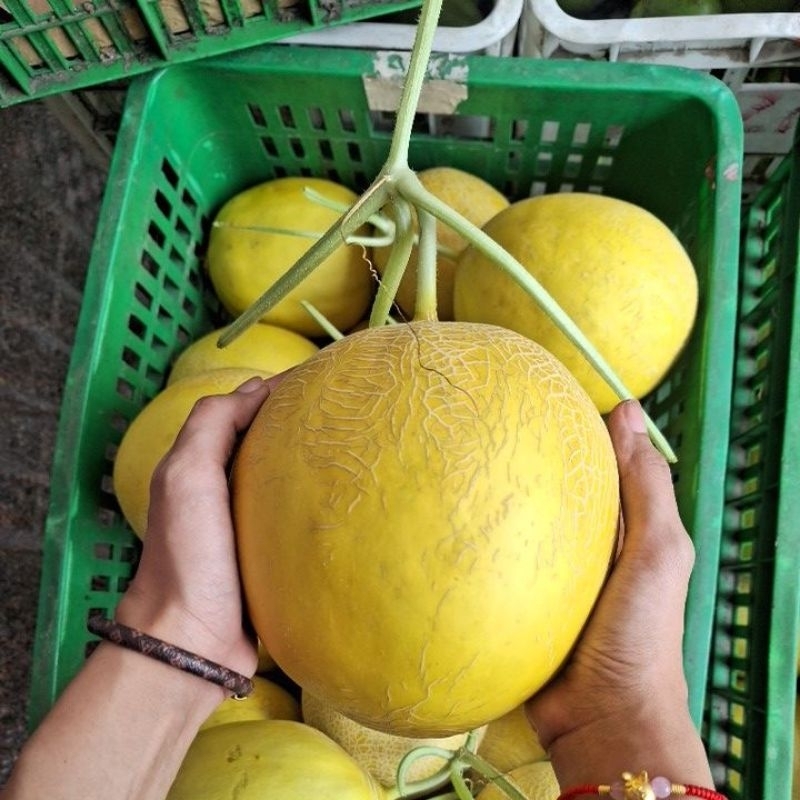 

MELON IMPERFECT INTANTON ORGANIK 700-1kg ( MANIS )