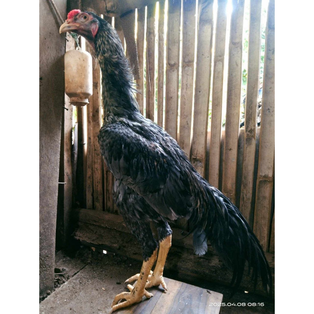 Ayam Jago Kampung Asli Hidup