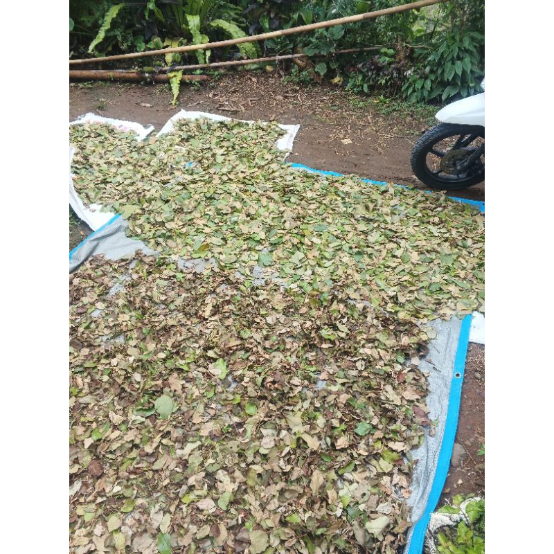 

benalu teh (Scurrula atropurpurea) original kering