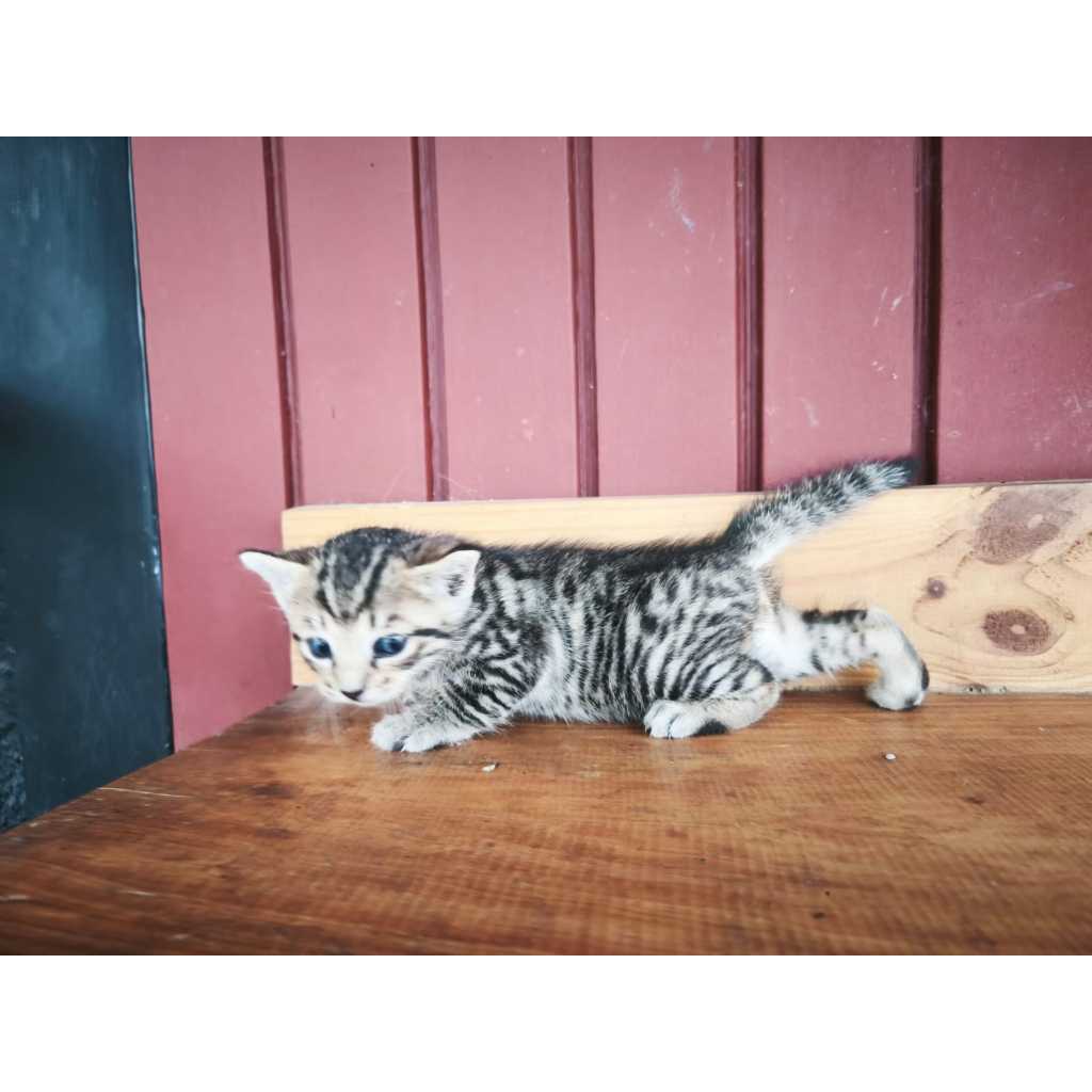 SOLD // Kucing Bengal - Kitten (jantan_03)