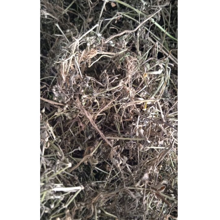 

HERBAL RUMPUT MUTIARA KERING Original - Varian isi 250 Gram