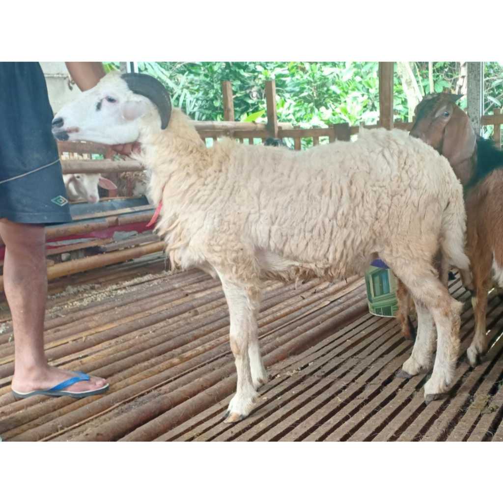 

Domba kambing qurban 2025