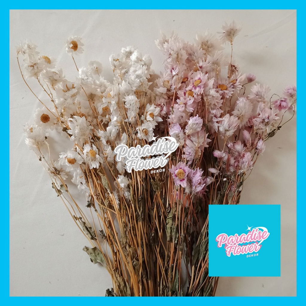 Dried Flower Preserved Daisy Bunga Kering Rodanthe White Pink dekor hand buket bucket hiasan rumah