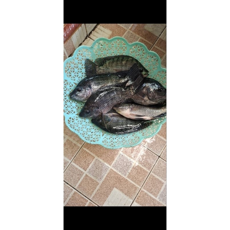 

ikan nila segar panen sendiri