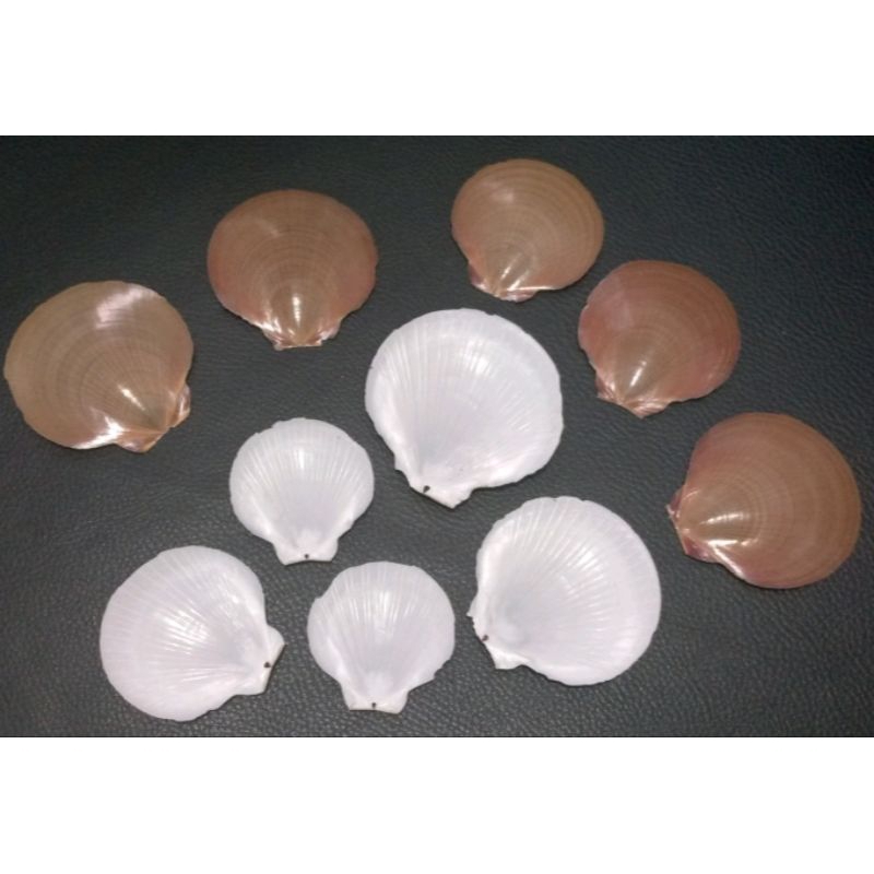 Kulit Kerang Simping Bersih (1)