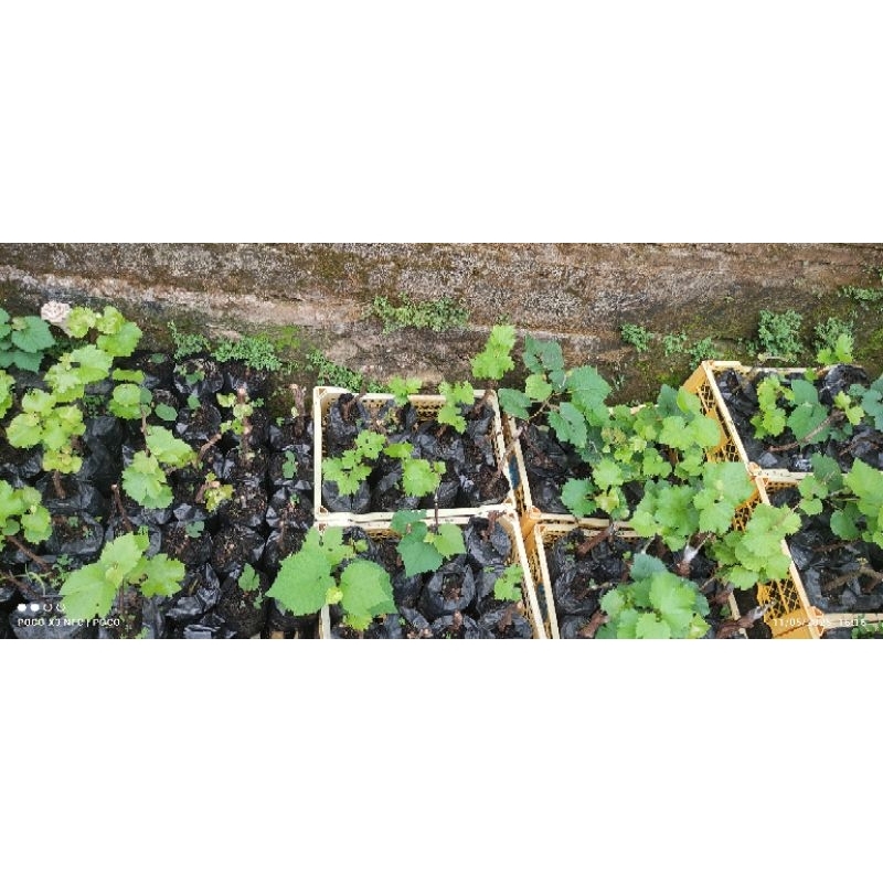 bibit Anggur Import Jupiter (ownroot)