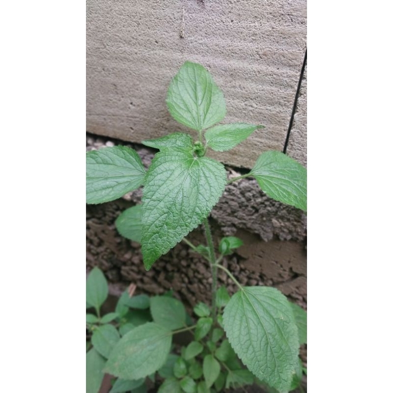 

DAUN BABADOTAN SEGAR 200gr