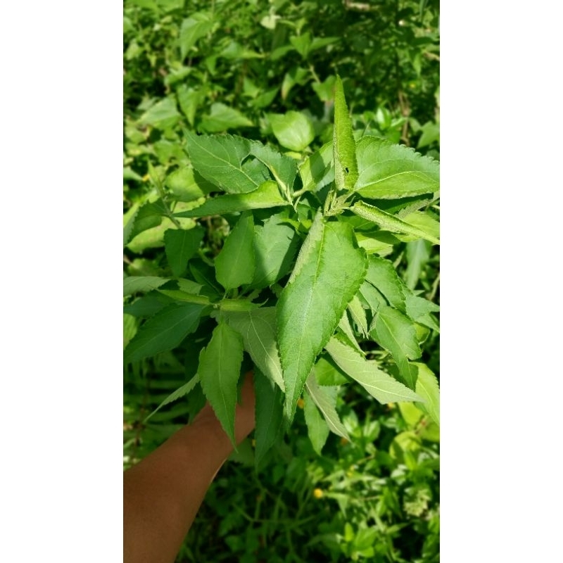 

DAUN KIRINYUH/DAUN BALAKACIDA SEGAR