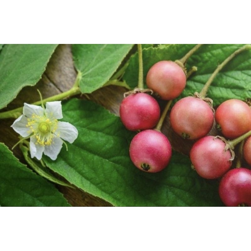 

BUAH SERI/ BUAH KRESEM SEGAR