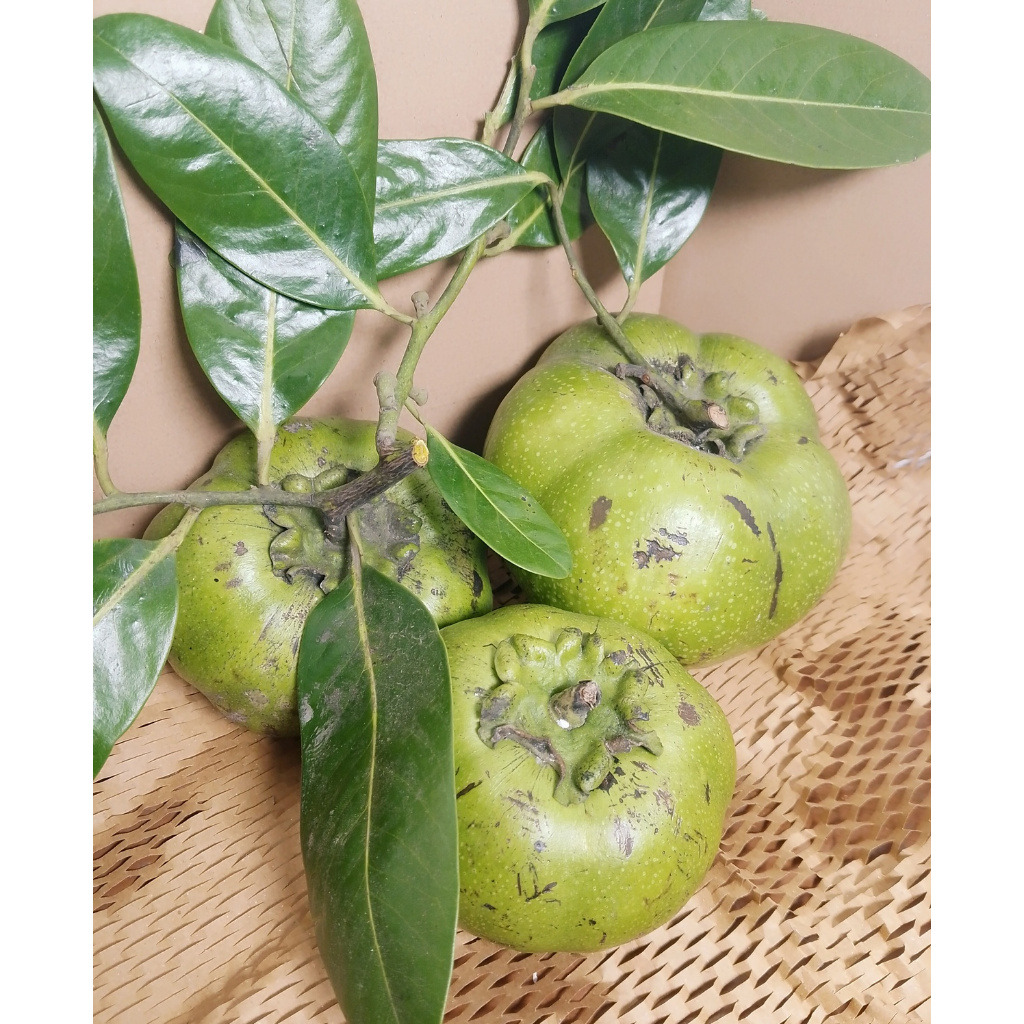 

Buah Black Sapote Chocolate Pudding Fruit Reguler Jumbo Buah Eksotis Tropis Diet Manis