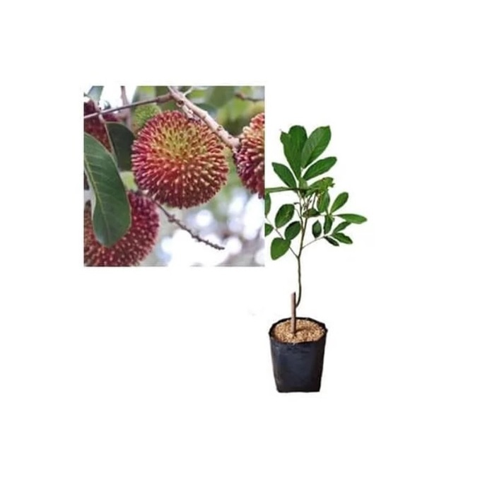 bibit rambutan rapiah okulasi siap berbuah