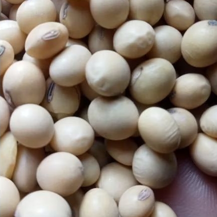 

kedelai impor,kuwalitas bagus