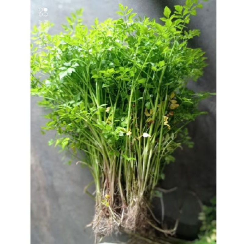 

sayur seladren tespong