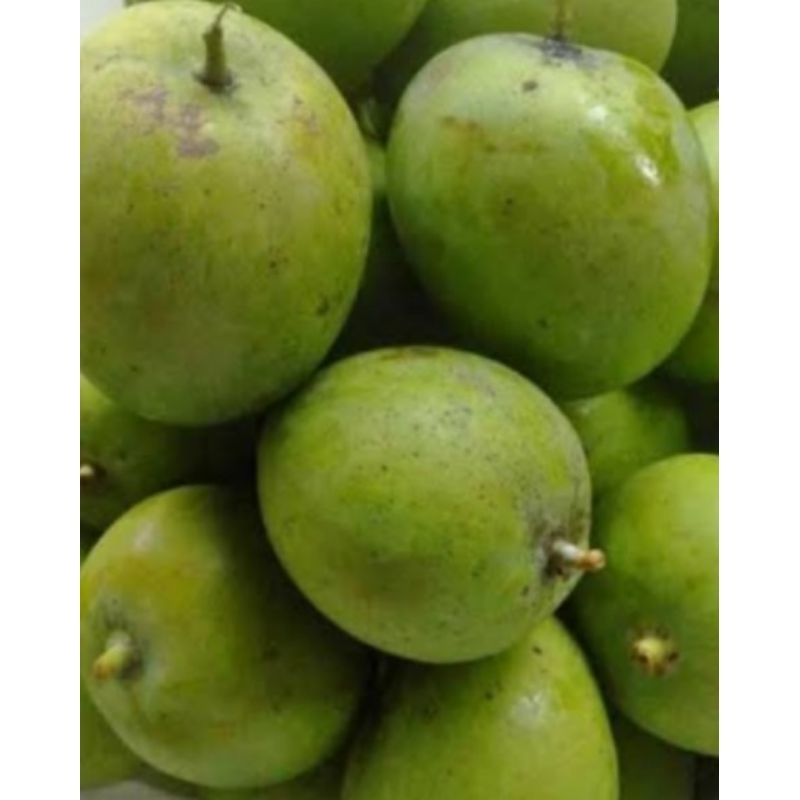 

mangga muda 1kg isi 1-6 besar, cocok buat rujakan garansi segar
