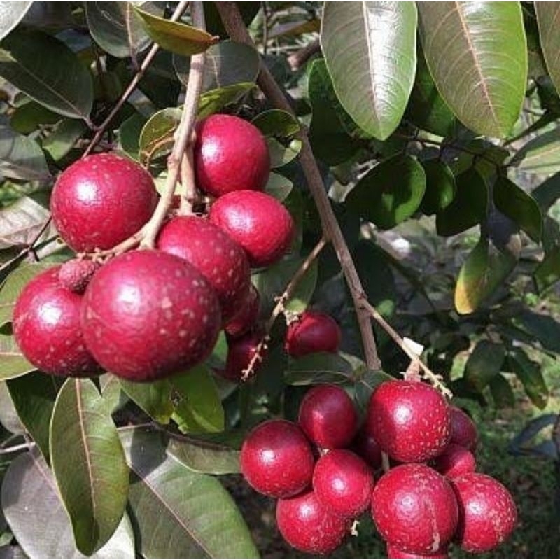 Bibit kelengkeng merah okulasi batang besar