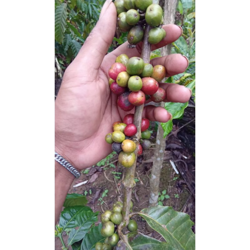 bibit etres stek kopi