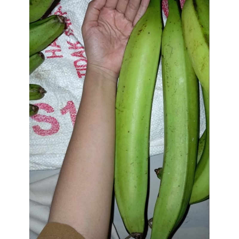 BIBIT PISANG TANDUK BONGGOL BESAR/ PISANG SUPER JUMBO