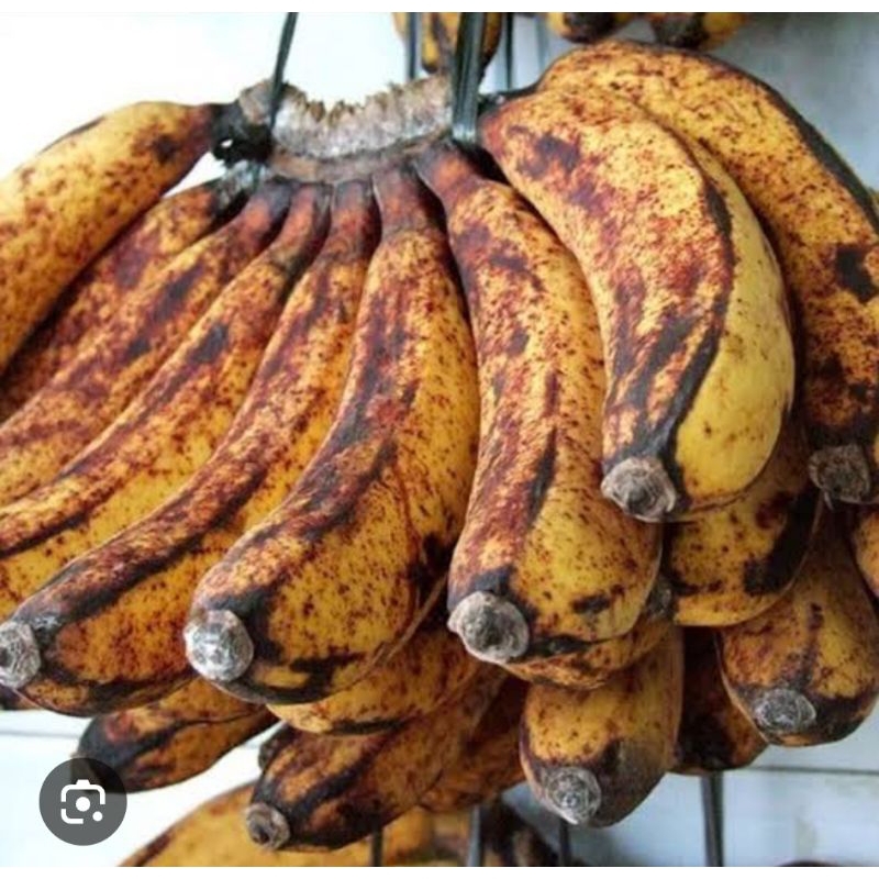 

PISANG BARANGAN MERAH 1 Sisir