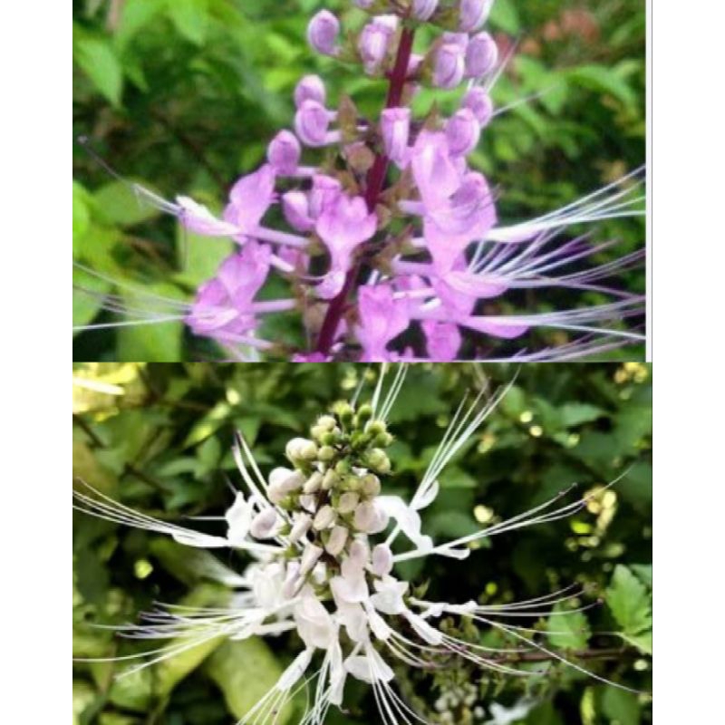 bibit tanaman kumis kucing ungu dan putih