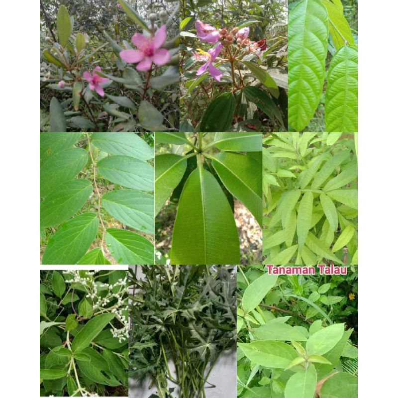 

daun keji beling segar herbal dan berbagai macam jenis daun herbal