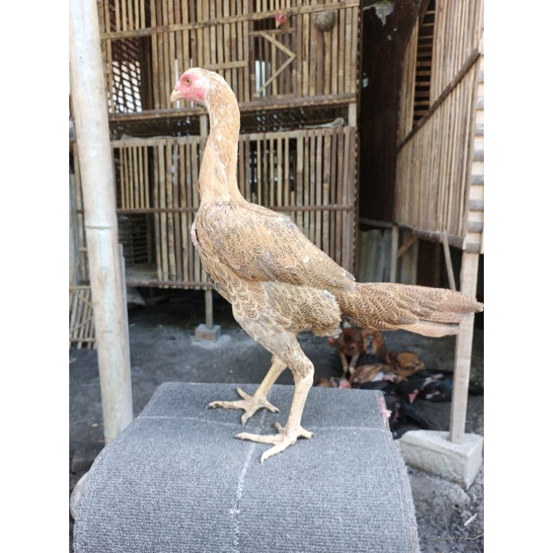 Ayam bangkok hias ekor lidi betina muda
