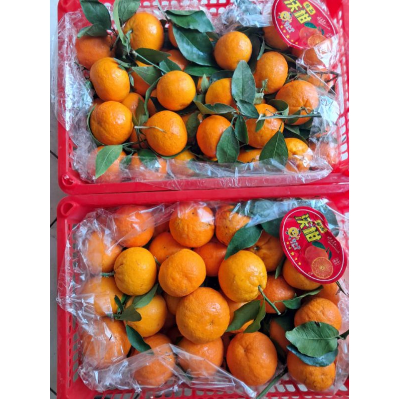 

Jeruk Wogan Daun Seedless per/kg