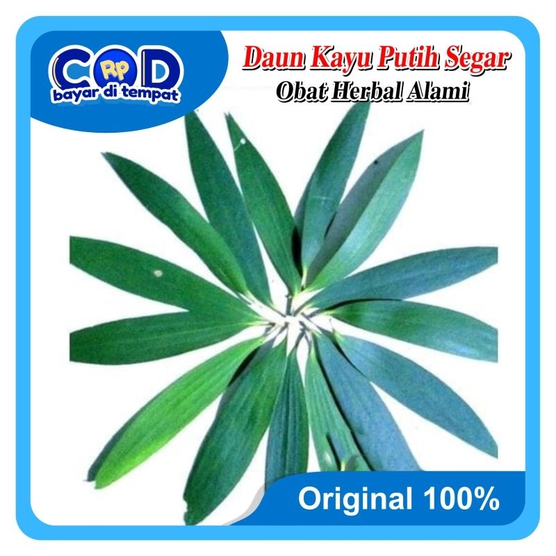

[C O D] DAUN KAYU PUTIH SEGAR 1KG & Kering 100 gram Untuk Mengobati Gangguan Pernapasan