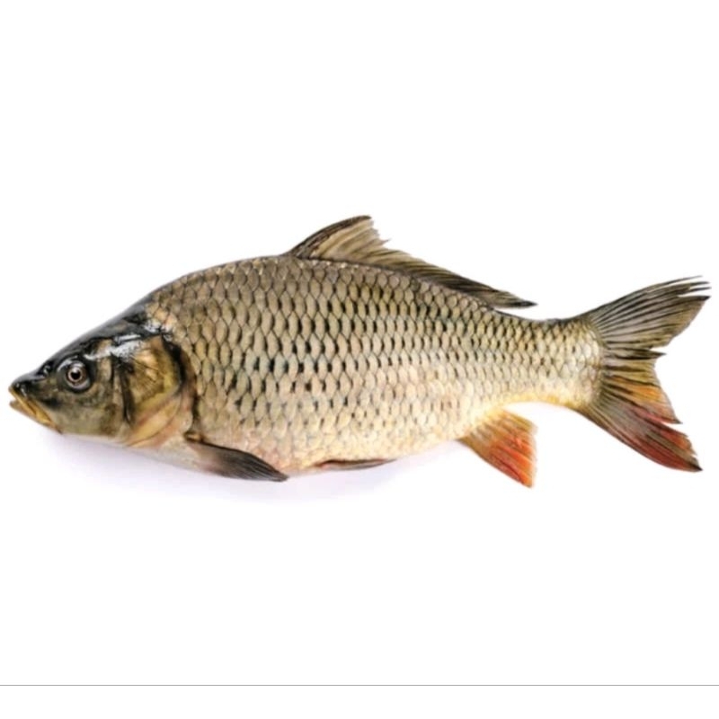 

Ikan mas segar 500gr..