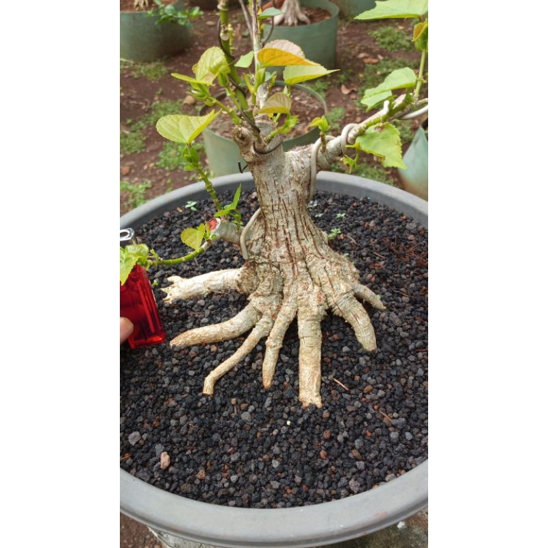 Bonsai Waru India