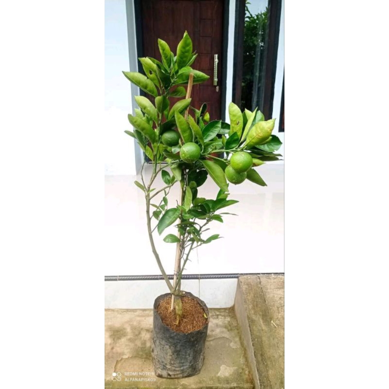 

jeruk siem, sudah berbuah