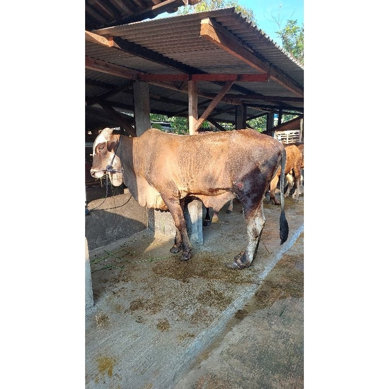 

Sapi Pegon 550 kg-an / Sedia Beragam Jenis Sapi Qurban