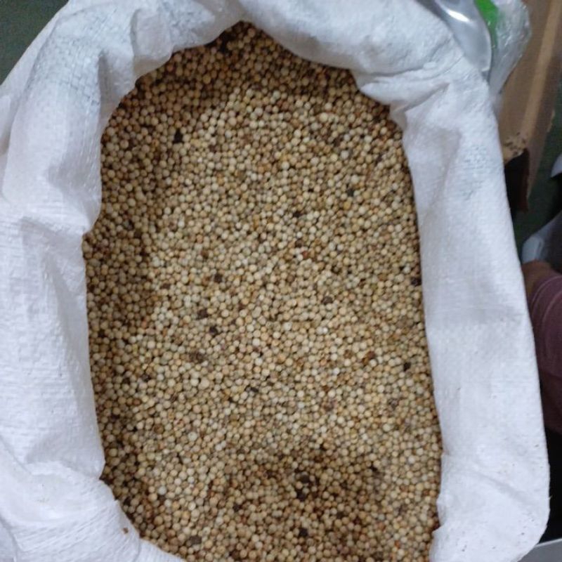 

Lada Putih Bulat 1 Kg